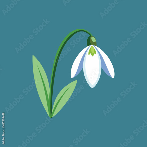 snowdrop flower on white background