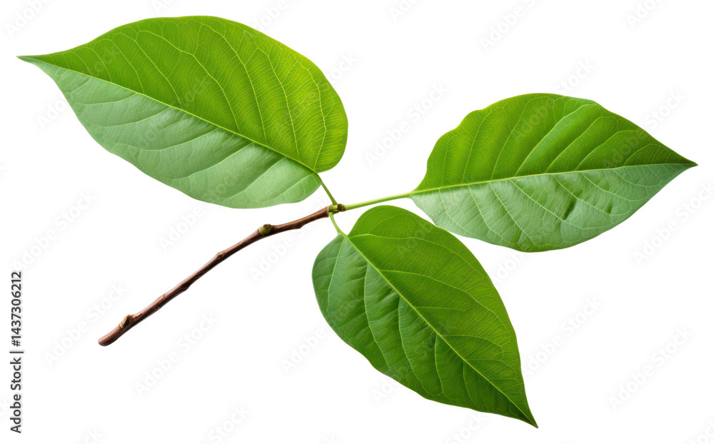 Fototapeta premium PNG Avocado tree leaf plant white background annonaceae.