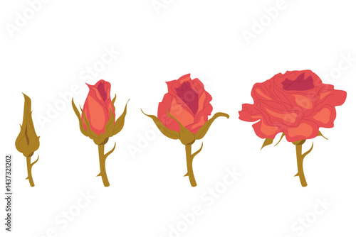 Vector illustration of a rose. The stage of blooming of a rose, flowers. Flat vector illustration of a rose.