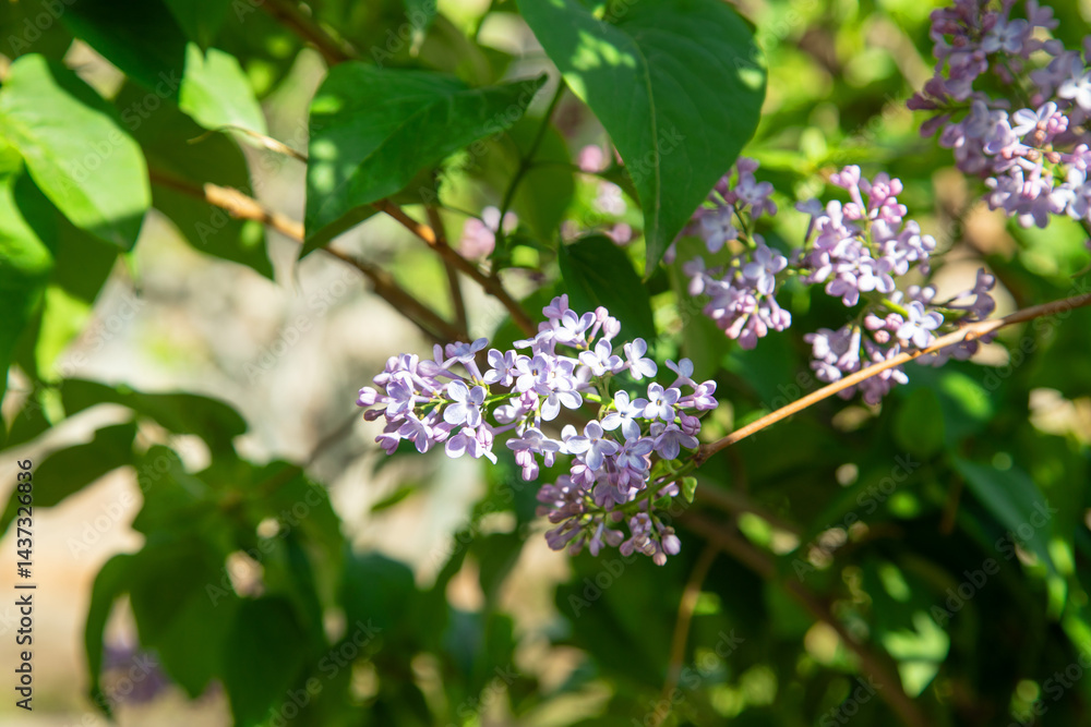 Blooming lilac flowers in the garden. Blooming lilac flowers in the garden.