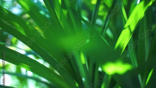 close up of green grass blurry background