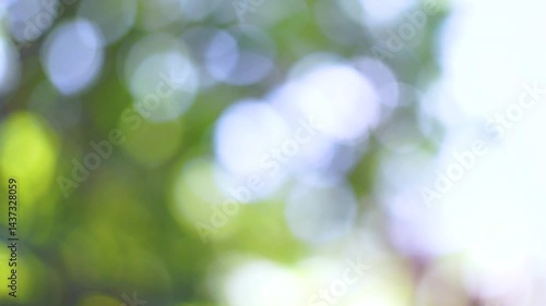green bokeh abstract background, nature, leaf