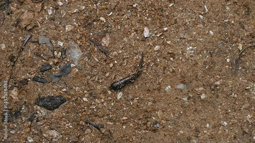 A leech moving on the ground. Leech are bloodsucking parasites that attach themselves to vertebrate hosts, bite through the skin, and suck out a quantity of blood. A leech moving on the ground. Leech are bloodsucking parasites that attach themselves to vertebrate hosts, bite through the skin, and suck out a quantity of blood.