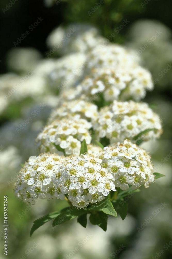 満開の『コデマリ』(Reeves spirea) 満開の『コデマリ』(Reeves spirea)