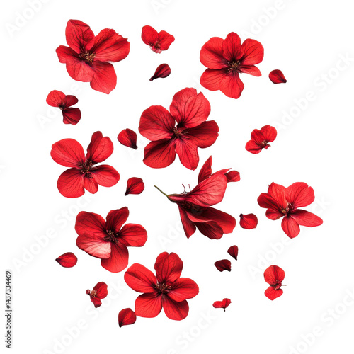 Scattered red flowers nature floral arrangement studio close-up. Isolated on transparent background, png.