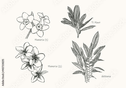 Hand Drawn Tropical Plants Plumeria, Ti Plant, and Heliconia