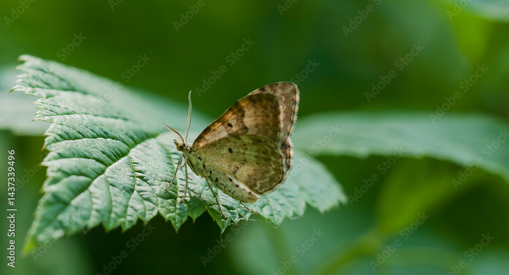 Fototapeta premium Melitaea diamina. A butterfly in its natural environment. Beautiful macro photography.