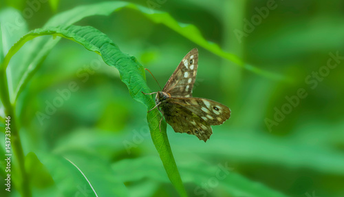 Melitaea diamina. A butterfly in its natural environment. Beautiful macro photography.