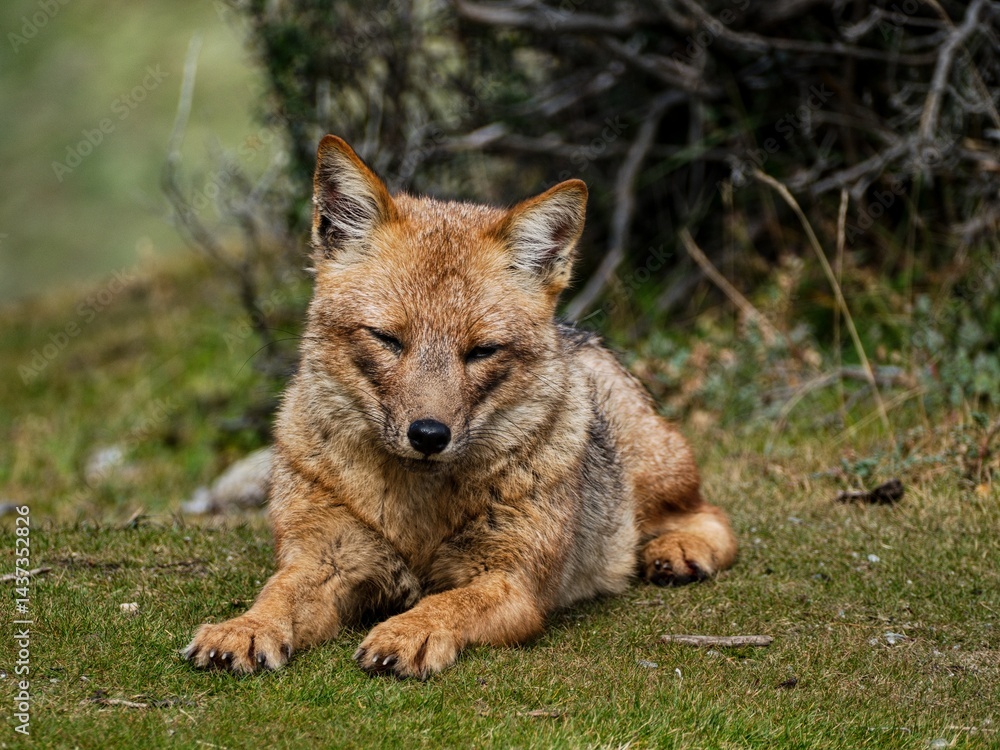 Fototapeta premium single adult fox in patagonia nature