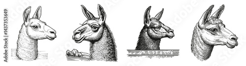 Vintage Illustrations of Llamas in Various Profile Views, Logo Design, Hand drawing Engraving, Vector Illustration Isolated Object