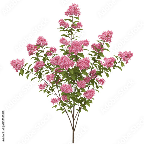 Obraz na płótnie Pink flower, green leaf, blooming branch, isolated, spring, nature, cheerful w salonie