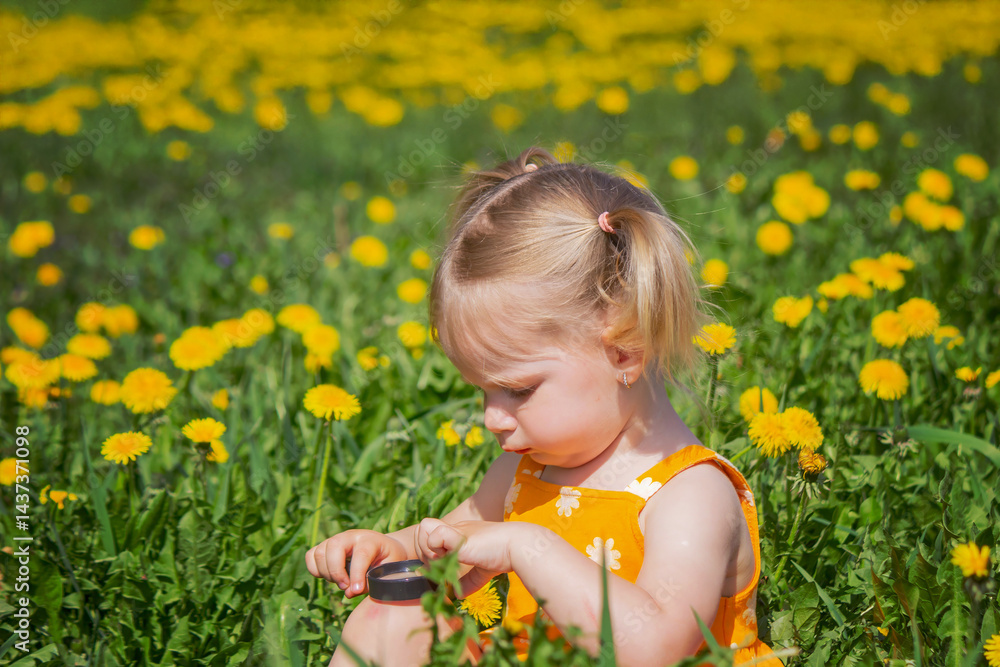 a little girl looks through a magnifying glass in a meadow of dandelions. a little girl looks through a magnifying glass in a meadow of dandelions.