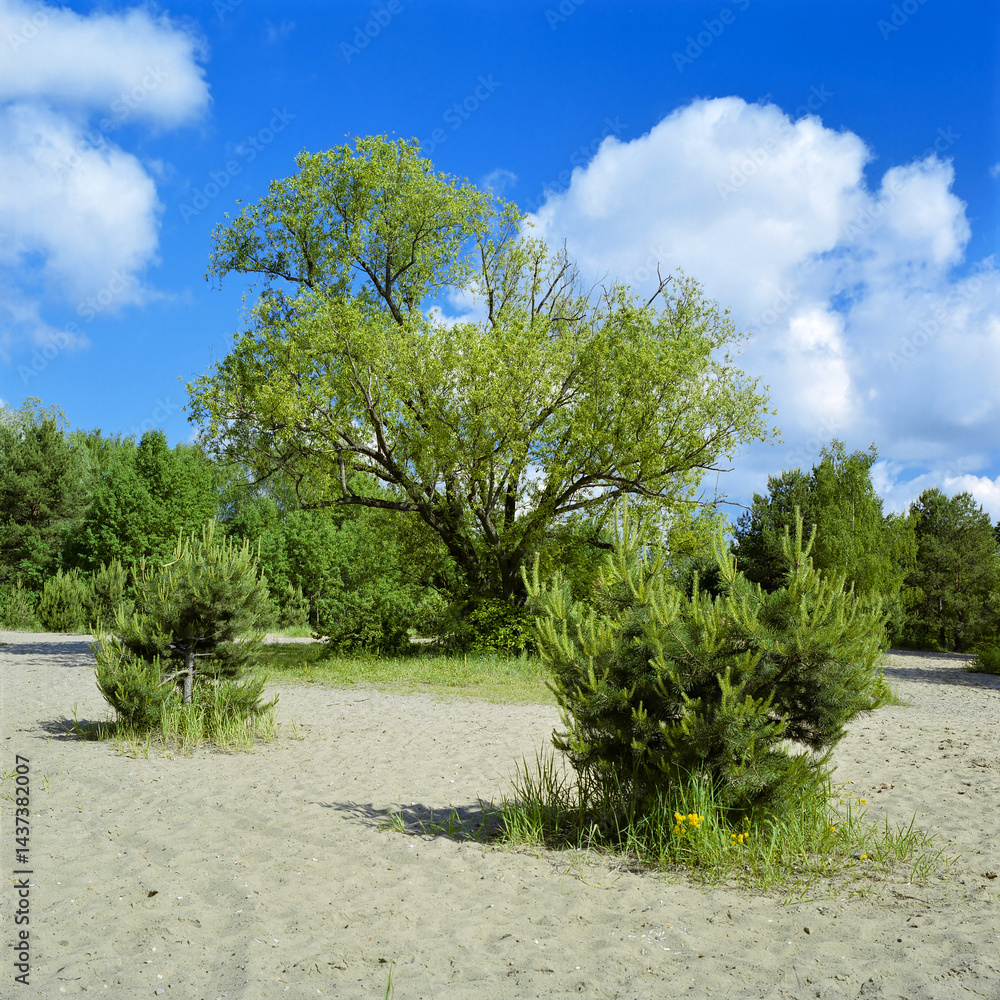 Trees on a sandy clearing in a summer forest