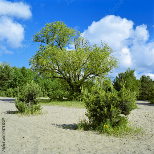 Obraz na płótnie Trees on a sandy clearing in a summer forest w salonie