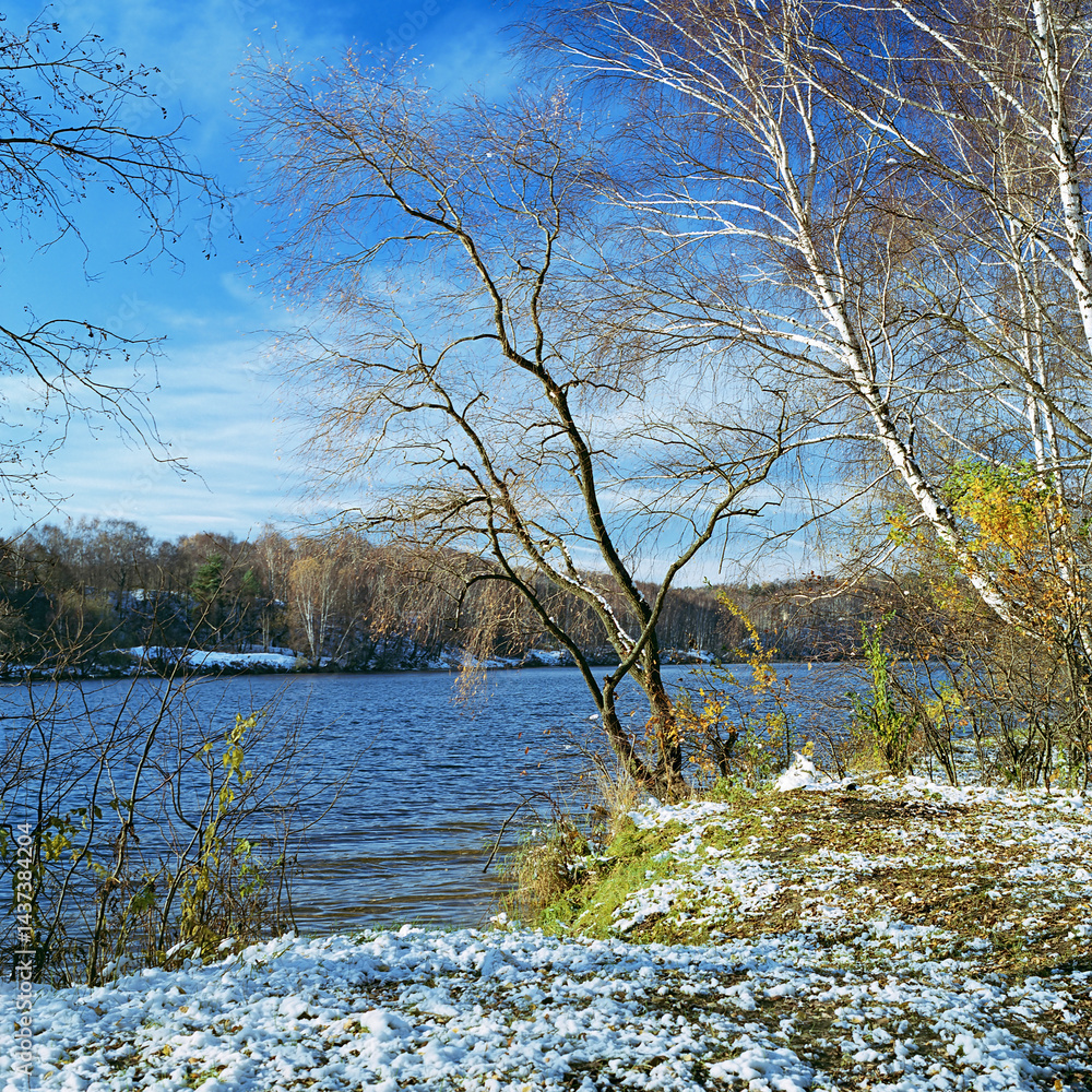 Willow on a river in the late autumn