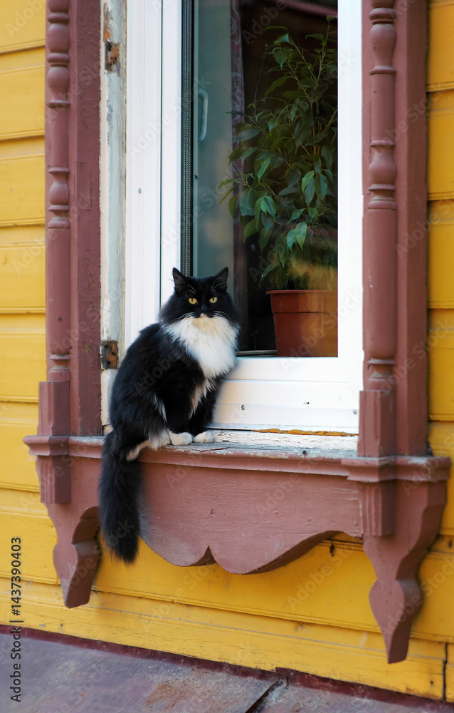 A cat sitting on the window sill of a wooden house, Tomsk, Russia