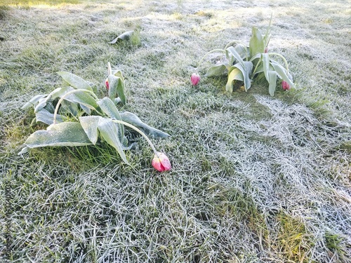 Frost-Covered Tulips in a Spring Garden