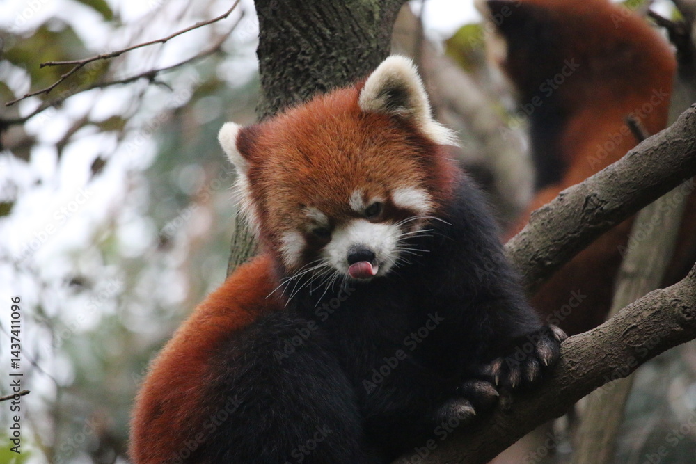 Fototapeta premium red panda on the tree
