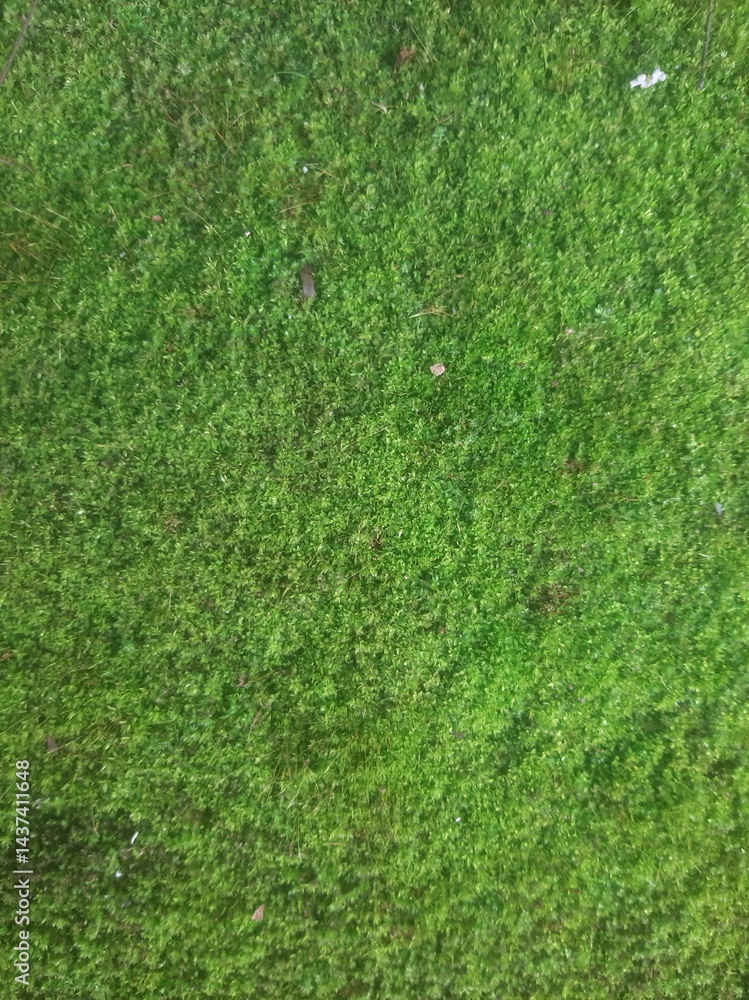 Green Moss Texture Green Moss Texture