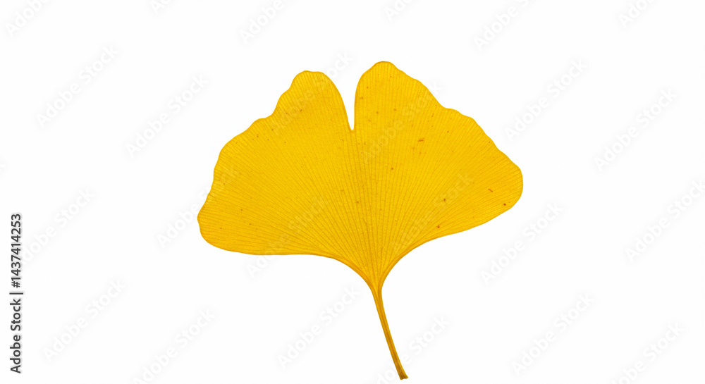 Naklejka premium Yellow leave on a white surface 