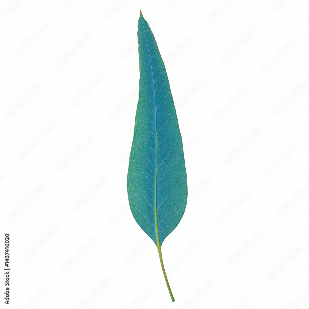 green leaf isolated on white green leaf isolated on white