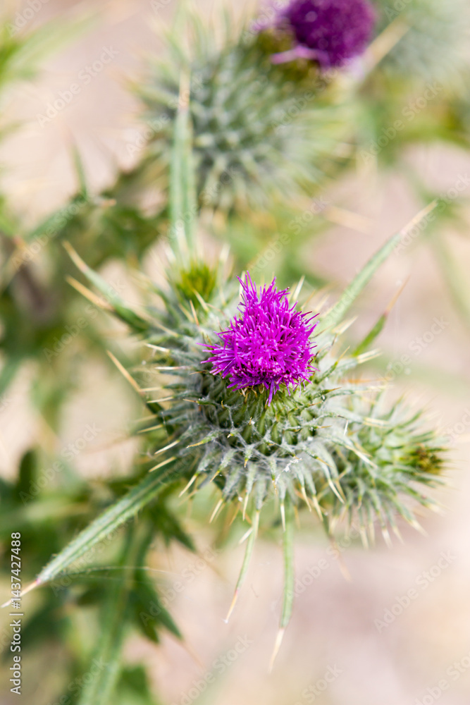 Close up of a Purple scotch thistle or Wooly Thistle. Cirsium eriophorum Close up of a Purple scotch thistle or Wooly Thistle. Cirsium eriophorum