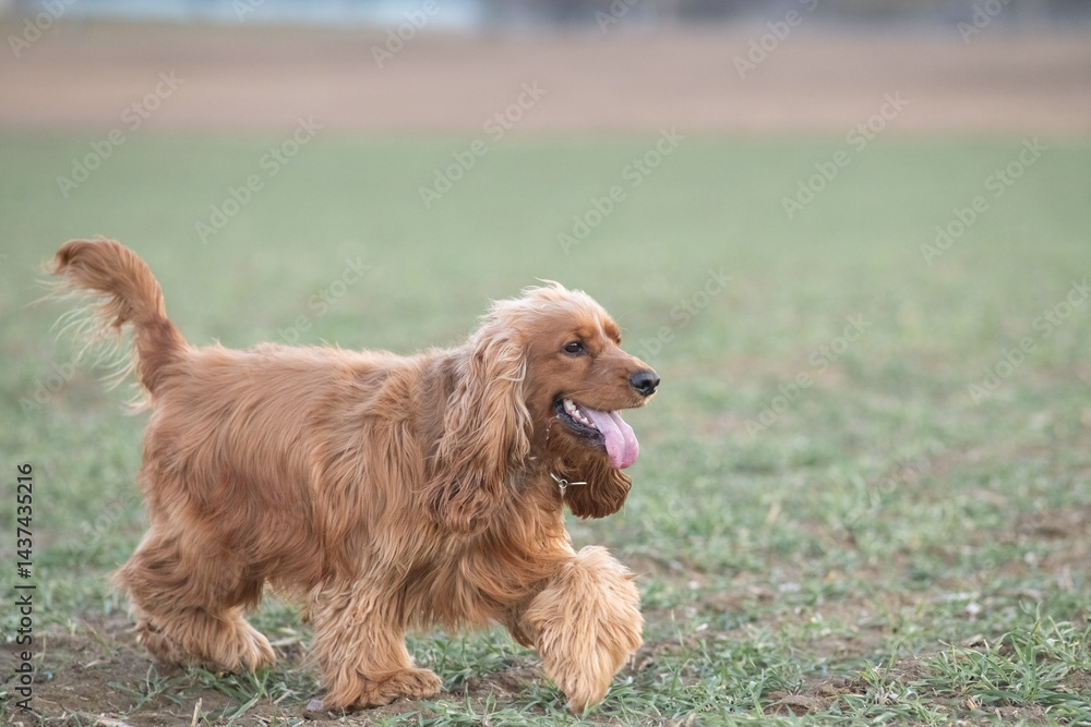 Portrait of a beautiful purebred cocker spaniel in a spring field. Portrait of a beautiful purebred cocker spaniel in a spring field.