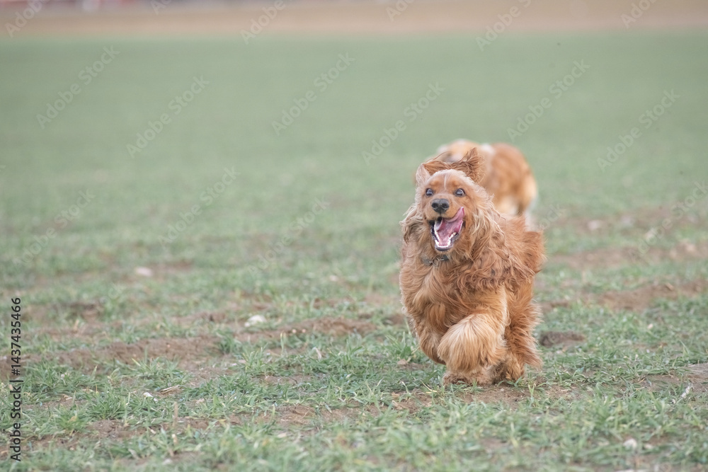Fototapeta premium Portrait of a beautiful purebred cocker spaniel in a spring field.
