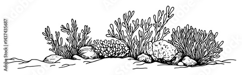 desert plants and rocks sketch illustration