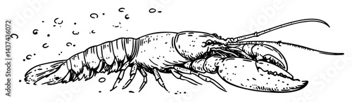 lobster underwater sketch illustration