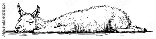 sleeping llama sketch illustration