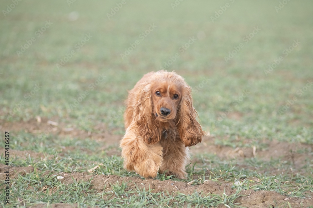 Portrait of a beautiful purebred cocker spaniel in a spring field. Portrait of a beautiful purebred cocker spaniel in a spring field.