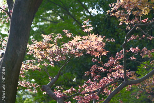Japanese Maple leaf garden
