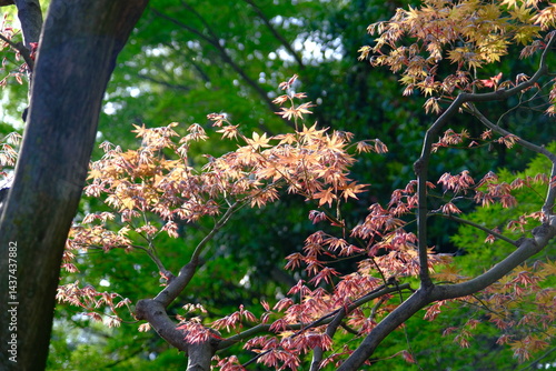 Japanese Maple leaf landscape 