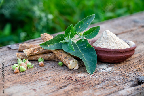 Withania somnifera ( Ashwagandha) dried root, Root powder, green leaves herbal plants on old wooden background. Herbal adaptogen ayurvedic medicine