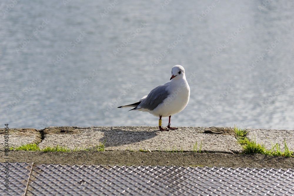Petite mouette au bord de l'eau .