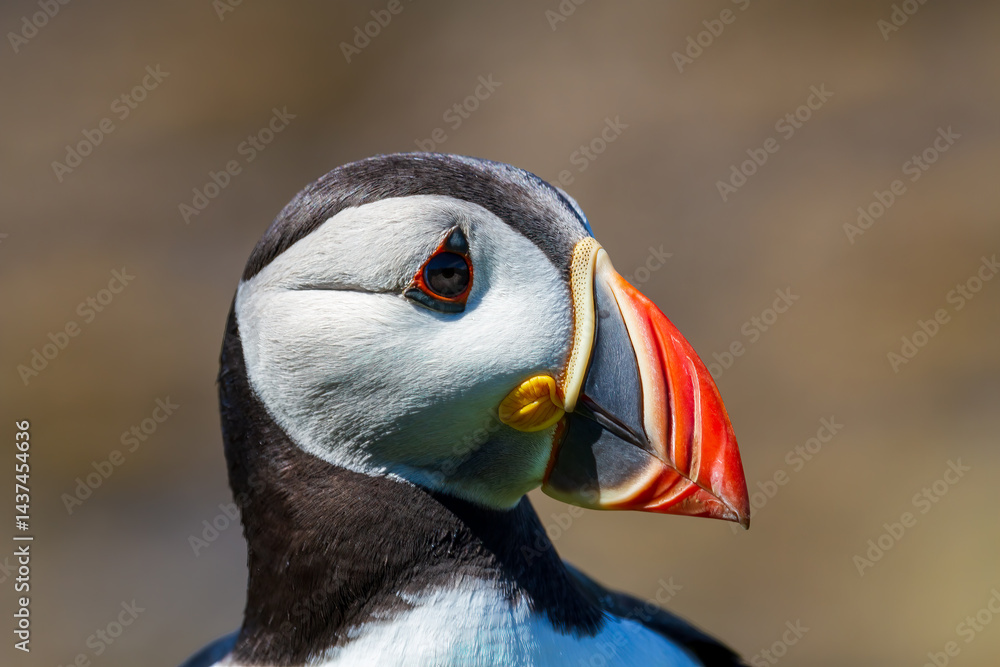 Naklejka premium Atlantic Puffin (Fratercula arctica)