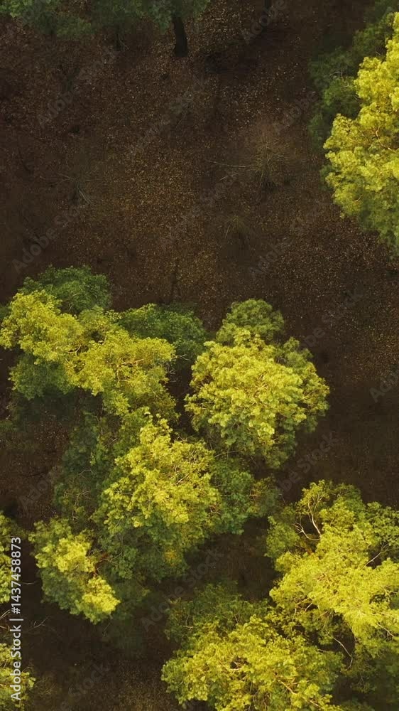 Drone Flight Above Spring Misty Green Pine Coniferous Forest. Aerial View Of Green Pine Coniferous Forest In Landscape During Sunset In Spring. Top View From Attitude. Fly Above Forest Drone Flight Above Spring Misty Green Pine Coniferous Forest. Aerial View Of Green Pine Coniferous Forest In Landscape During Sunset In Spring. Top View From Attitude. Fly Above Forest