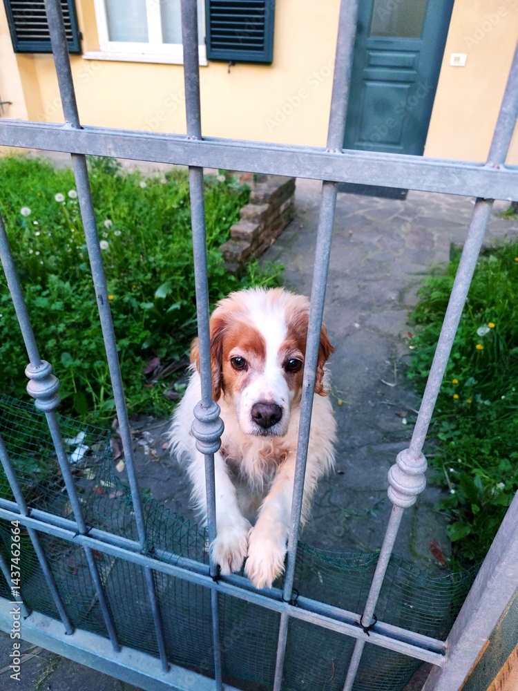 Portrait of a dog in a cage at the entrance to the house