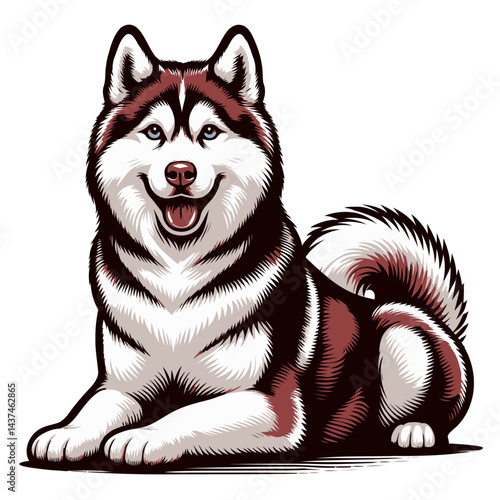 siberian husky vector and illustrations isolated on white background.