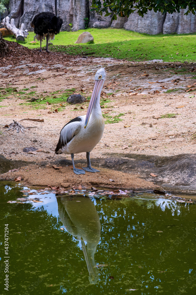 Fototapeta premium A spot billed australian pelican with striking yellow eyes and a long, colorful beak, standing on next to pond