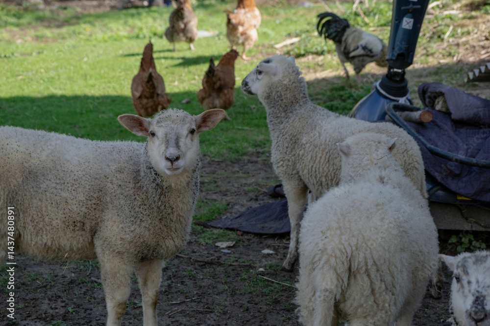 Obraz premium Sheep lambs free range in yard