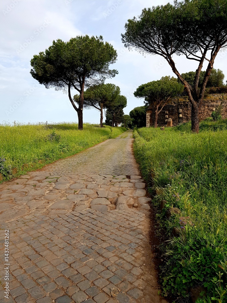 Pine trees along the cobblestone road in Tuscany, Italy
