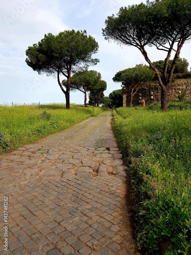 Obraz na płótnie Pine trees along the cobblestone road in Tuscany, Italy w salonie