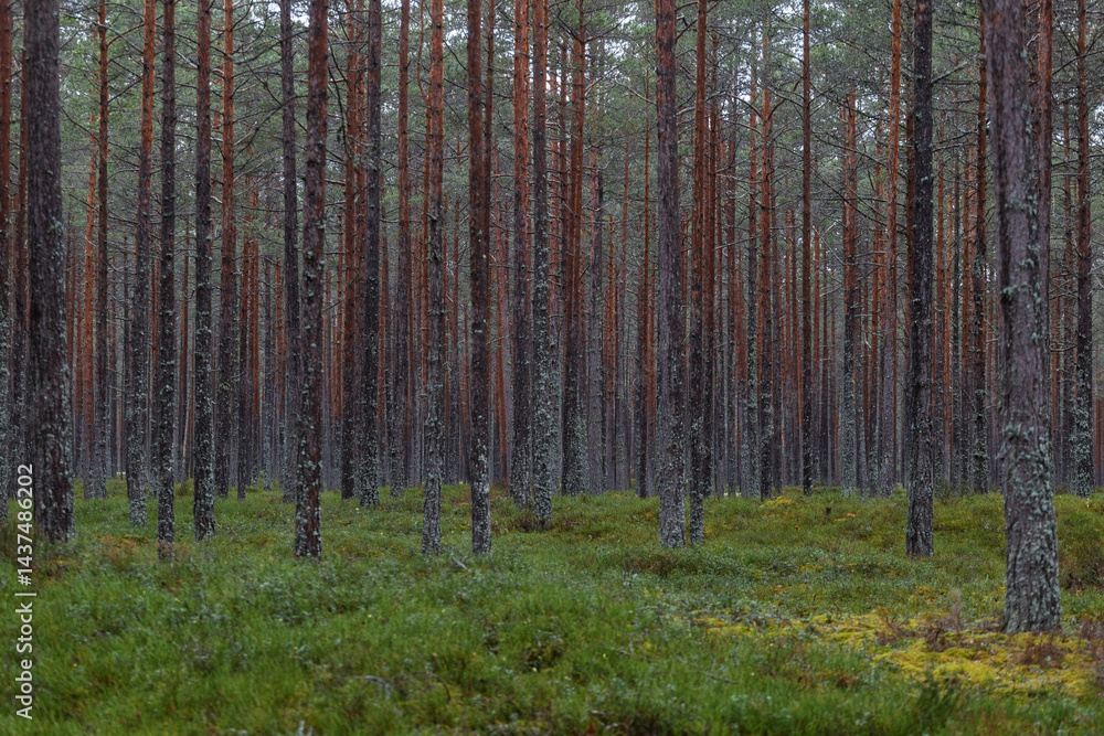 Obraz premium Pine tree trunks, in the green forest flora