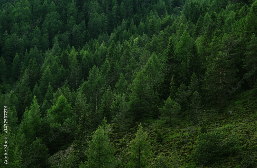Fototapeta premium Mountain forest, evergreen fir and pine trees background