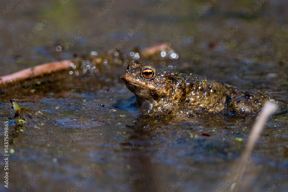 frog in the pond