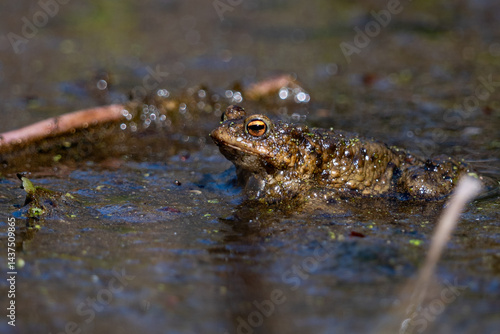 Obraz na płótnie frog in the pond w salonie
