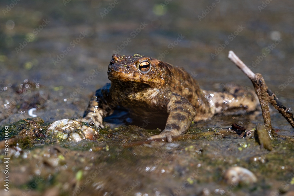 frog in the pond