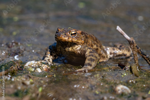 Obraz na płótnie frog in the pond w salonie